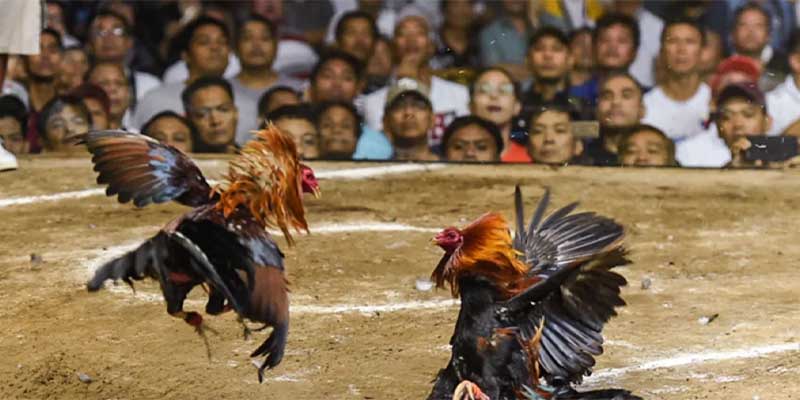 Cách tham gia Đá gà Thái Lan trực tuyến