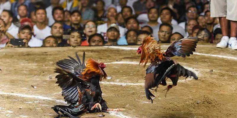 Mẹo chơi dễ thắng đá gà Tk88 từ các người chơi lâu năm