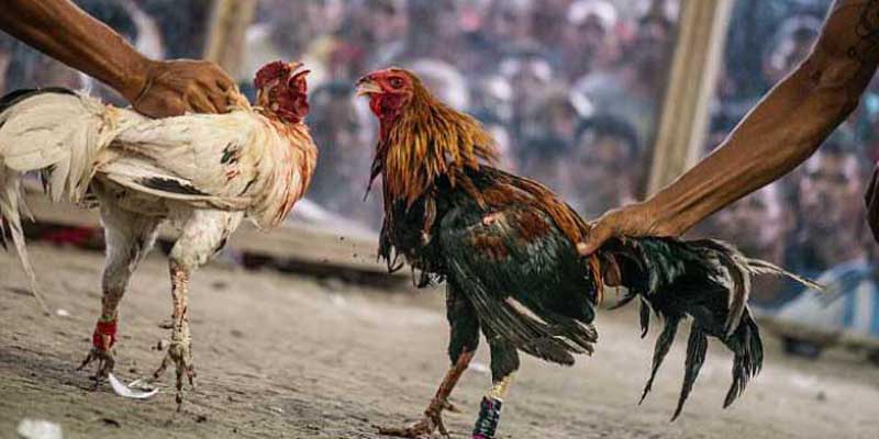 Những điều cần lưu ý khi cá cược Đá Gà Cựa Sắt