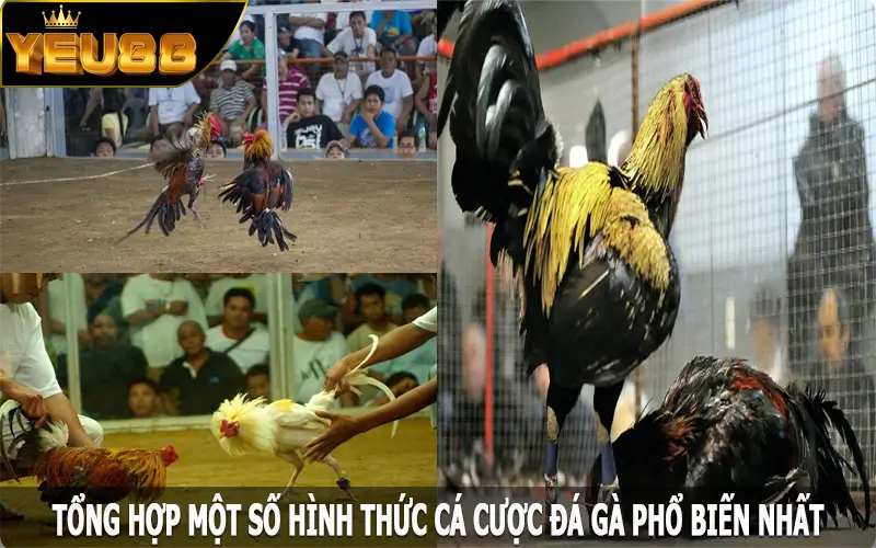 Tổng hợp một số hình thức cá cược đá gà phổ biến nhất