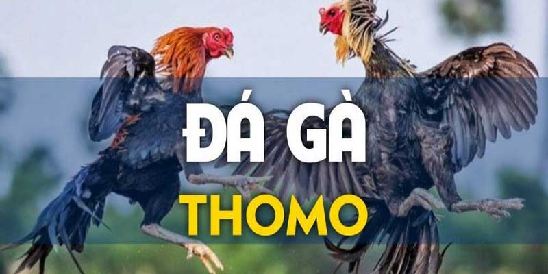 chọi gà Thomo